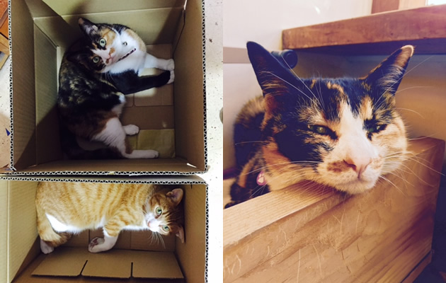 箱入りにゃんこ