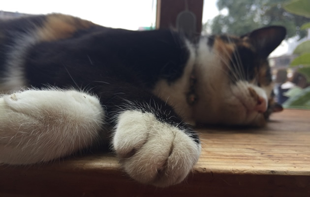 ねねさんのおてて