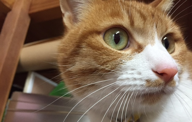 のんたんのドアップ