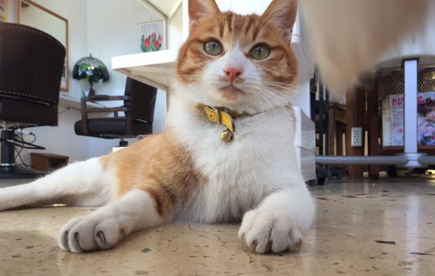 のんたんどーーん