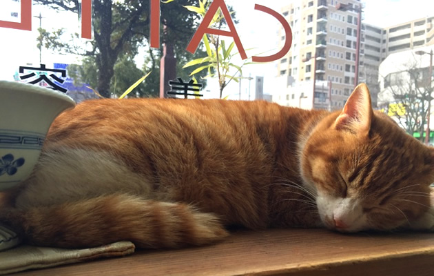 ねむねむのんたん